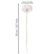 Product Giant Dandelion Decorative Dried Flowers for Modern Interior Design 12cm 4pcs
