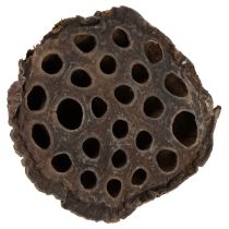 Product Lotus piston medium 100 pcs natural