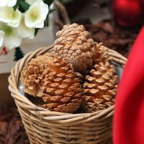 Product Maritima cones cream-vanilla mixed 5-18cm 25 pcs