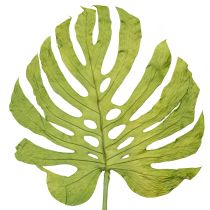 Product Monstera leaves dried decoration window leaf H50cm 5 pcs
