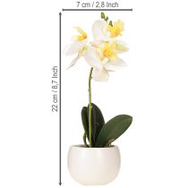 Product Artificial orchids in pot white mini orchids Ø7cm H22cm