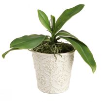 Product Orchid leaves with aerial roots artificial 34x8x18cm