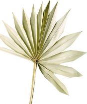 Product Palmspear Sun Natur Dried palm leaf Naturdeko 30St