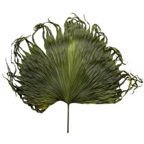 Product Palm fronds dried leaves decoration Saribus green 45cm 5 pcs