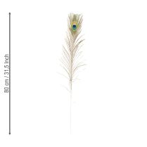 Product Peacock feathers decoration real bird feathers long 75-85cm 8 pieces