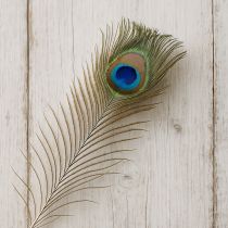 Product Peacock feather decoration, real bird feathers, long 75-85cm, 8 pieces