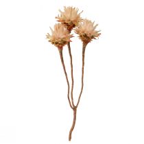 Product Leucospermum Plumosum Silver Tree Flowers Light 25 Pcs