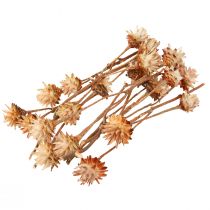 Product Leucospermum Plumosum Silver Tree Flowers Light 25 Pcs