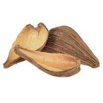 Product Fruit and seed capsule pods Pradeep Pods 9-12 cm natural 50 pcs