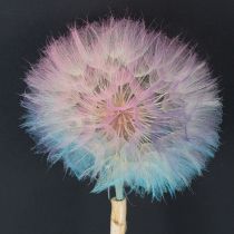 Product Dandelion decoration, dried flower, stabilized and dyed, delicate, durable, 12cm, 4 pieces