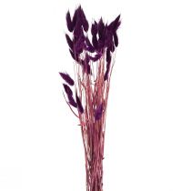 Product Velvet Grass Violet, Hare's Tail Grass, Lagurus L18-50cm 25g