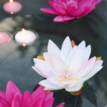 Product Floating water lilies artificial table decoration white, pink Ø15cm 2pcs
