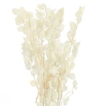 Product Silverleaf Moonviole Lunaria Preserved L70cm 20g