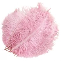 Product Ostrich Feathers Real Feathers Decoration Pink 20-25cm 12 pcs