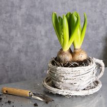 Product Teacup made of natural material with rustic charm for exclusive indoor decoration 13cm