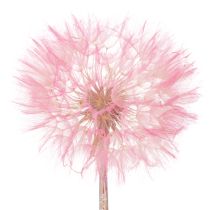 Product Giant dried dandelion decoration, elegant home accessory, 12cm, 4 pieces