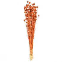 Product Dried flowers dried thistle strawberry thistle orange 100g