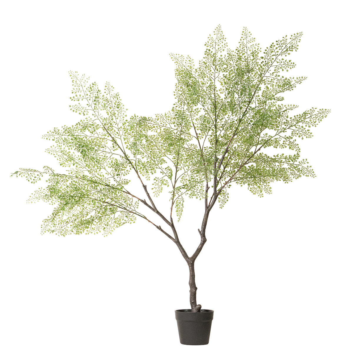 Freesia yellow Color symbolics YELLOW