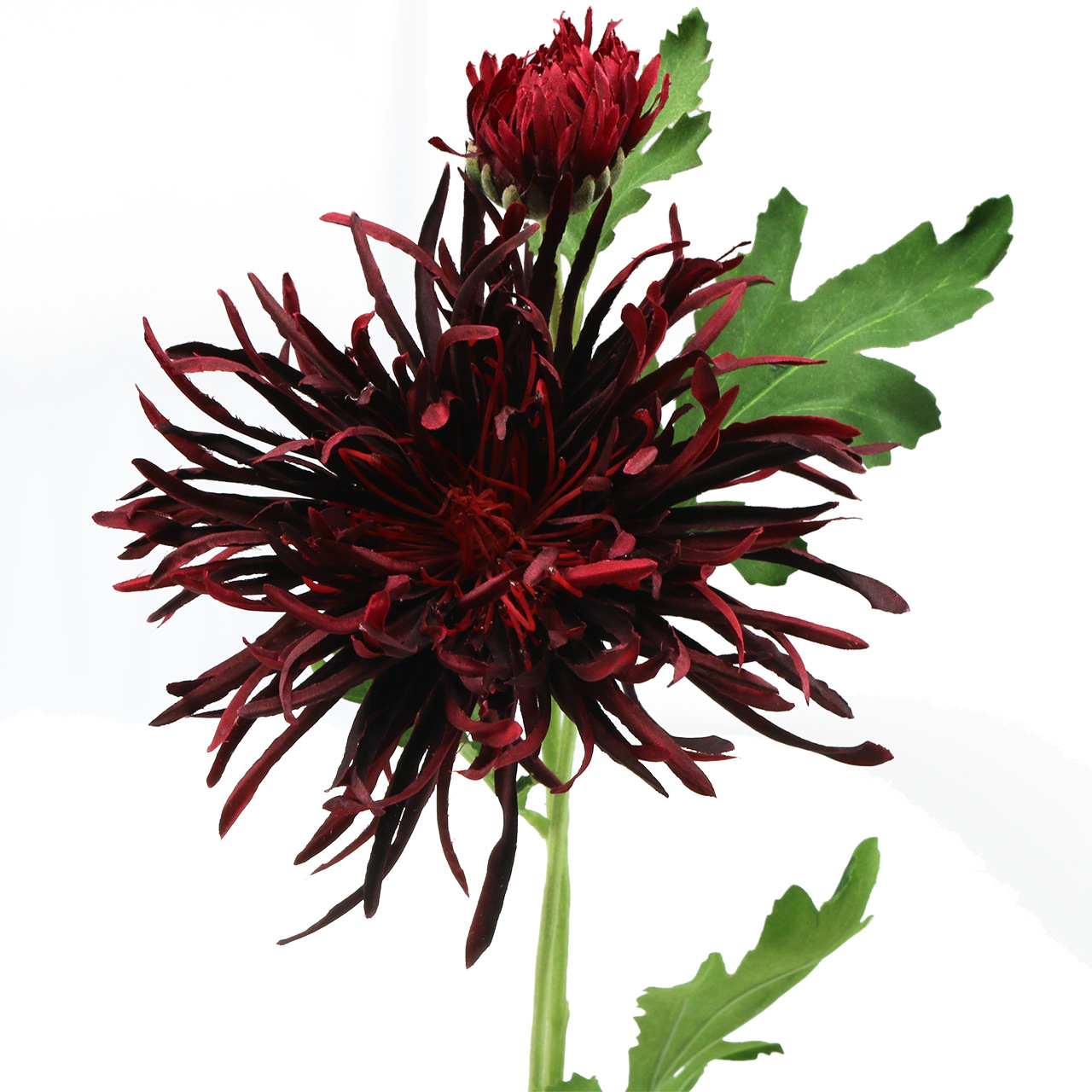 Floristik24.co.uk Chrysanthemum Dark Red 73cm64827
