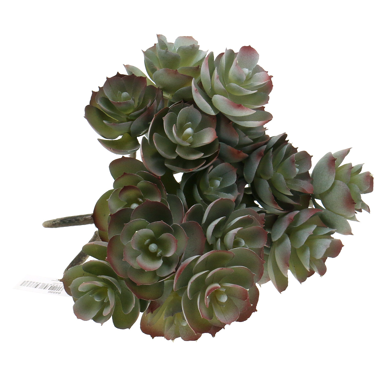 Floristik24.co.uk Succulent Echeveria dark green 21cm