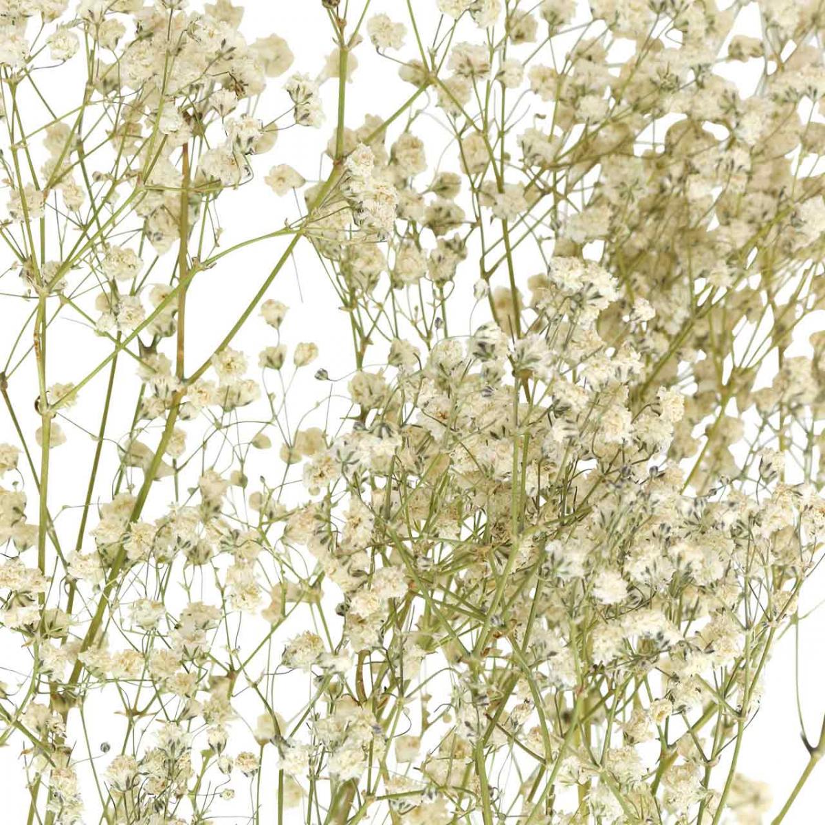 Dried Gypsophila, Dry Floristics, Gypsophila White L64cm 20g