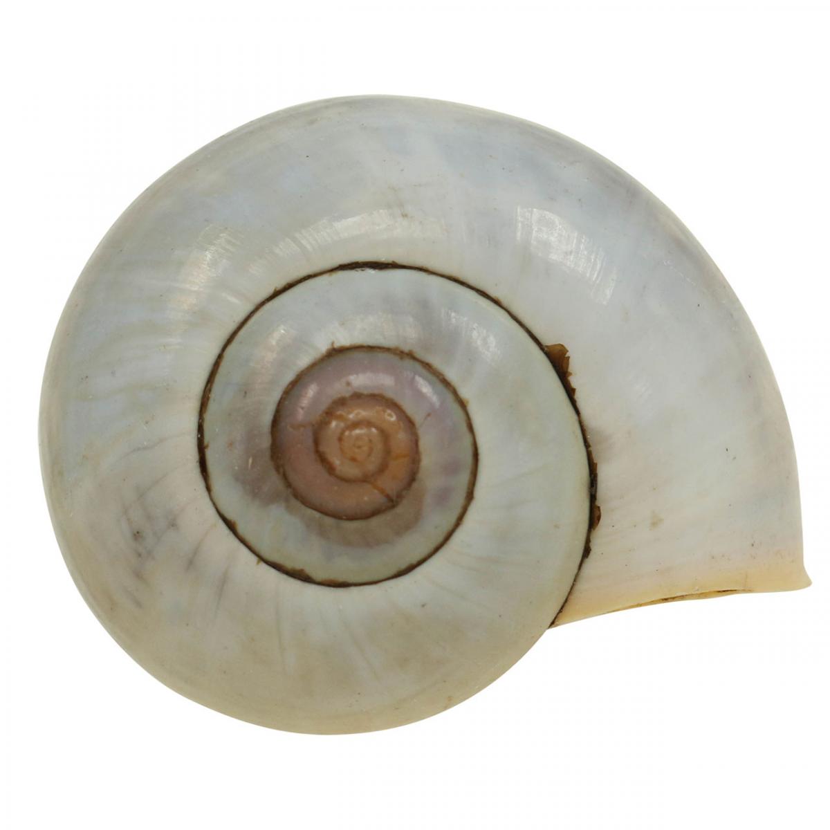 Floristik24.co.uk Maritime decoration snail shell natural snails empty