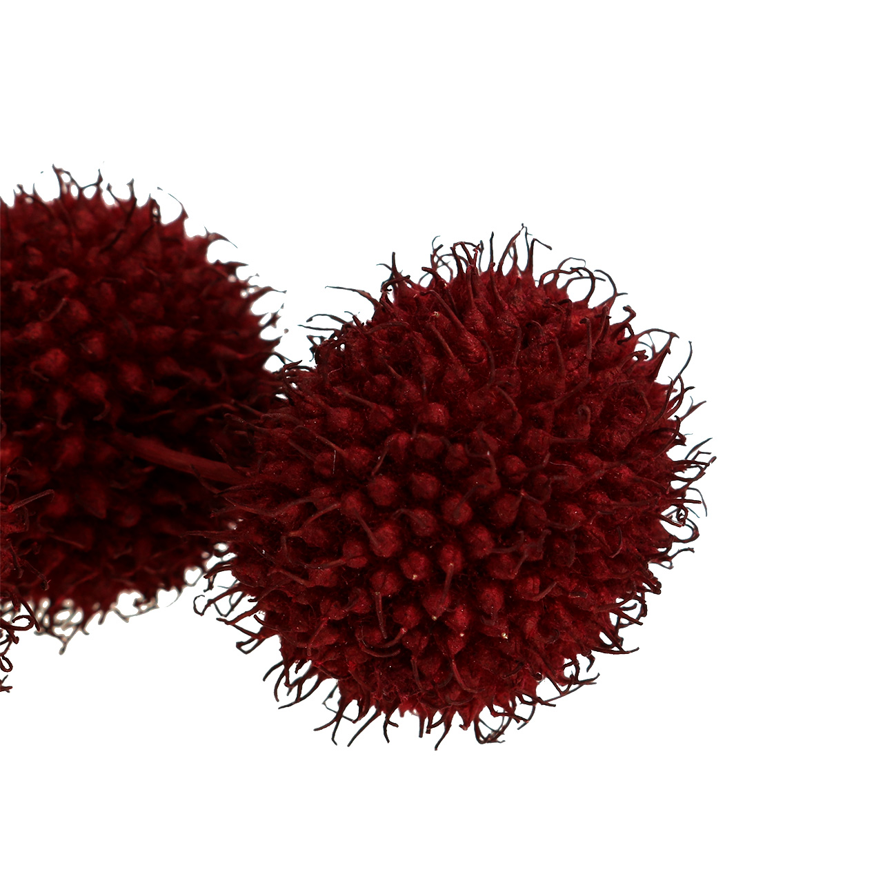 Floristik24.co.uk Plane fruits dried dark red 250g1558/4005