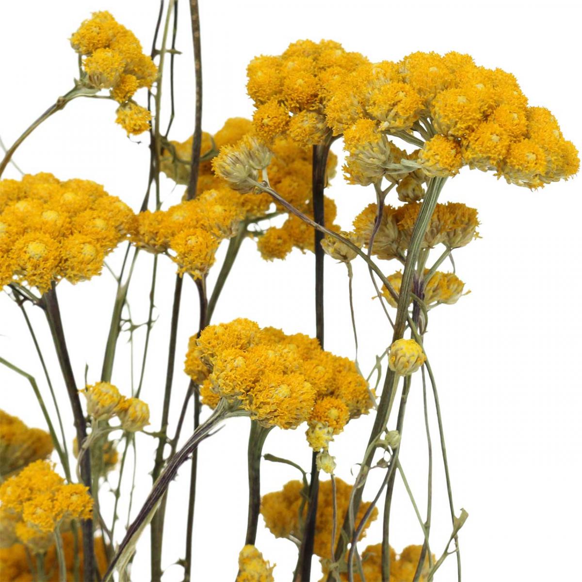 Floristik24.co.uk Bunch of curry shrub, yellow dried flower, golden sun, Italian helichrysum