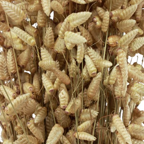 Floristik24 Quaking Grass Dried Flowers Green Natural Briza 60cm 100g