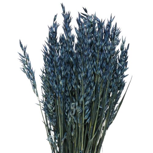 Dried flowers, oats dried grain decoration blue 68cm 230g