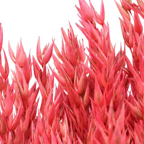 Product Dried flowers, oats dried grain decorative pink 65cm 160g