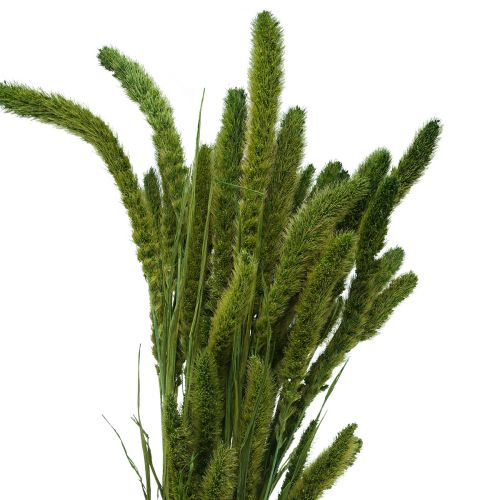 Product Dried flowers, Setaria Pumila, Bristle Millet Green 75cm 170g
