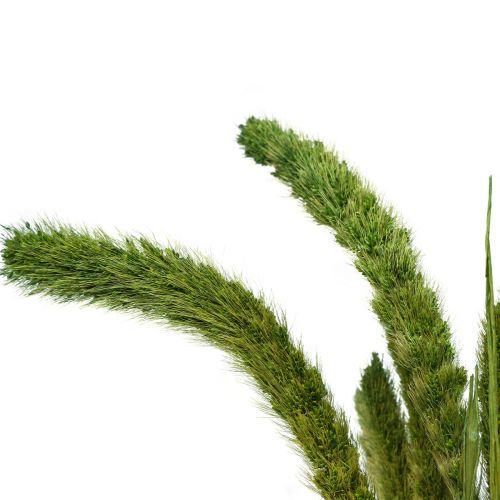 Product Dried flowers, Setaria Pumila, Bristle Millet Green 75cm 170g