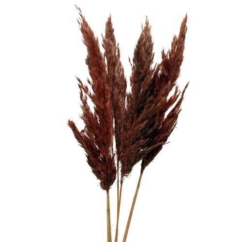 Pampas grass deco dried red brown dry floristics 70cm 6pcs