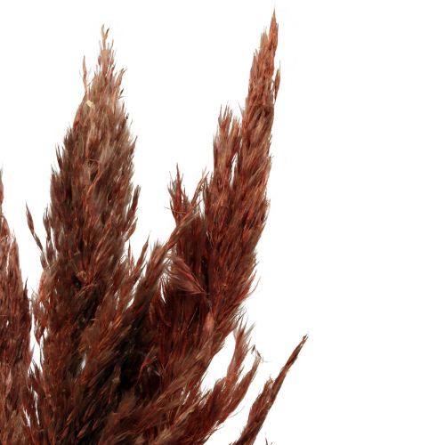 Product Pampas grass deco dried red brown dry floristics 70cm 6pcs