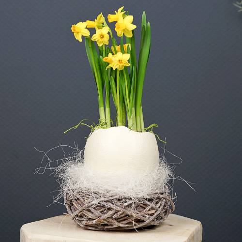 Floristik24 Deco nest nature Ø17cm 2pcs
