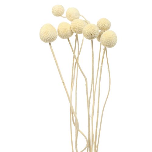 Dried flowers Craspedia dried, drumsticks bleached 60cm 10 pcs