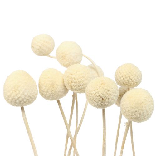 Product Dried flowers Craspedia dried, drumsticks bleached 60cm 10 pcs