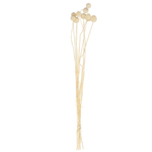 Product Dried flowers Craspedia dried, drumsticks bleached 60cm 10 pcs