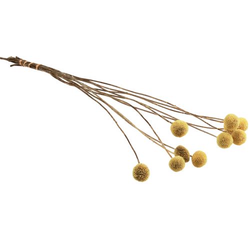 Product Craspedia dried flowers drumsticks yellow 70cm 10 pcs
