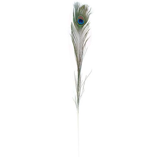 Floristik24 Peacock feather decorative feathers for crafting bird feathers H78cm 10 pieces