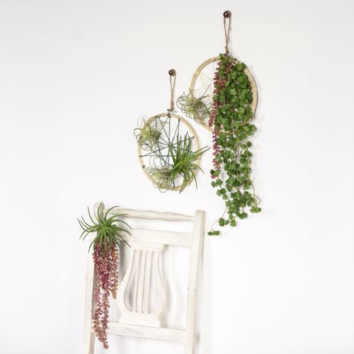 Product Sedum 'Rubin' hanging plant – decorative, easy-care succulent 43cm 3pcs.