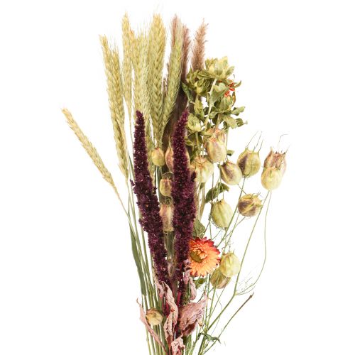 Floristik24 Bouquet of dried flowers straw flowers orange purple 55cm 70g