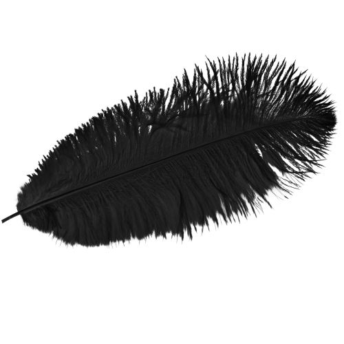 Floristik24 Decorative ostrich feathers black feathers 38-40cm 2pcs