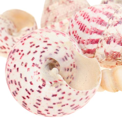 Floristik24 Maritime decoration snail shells decoration pink Trochus Maculatus 1100gr