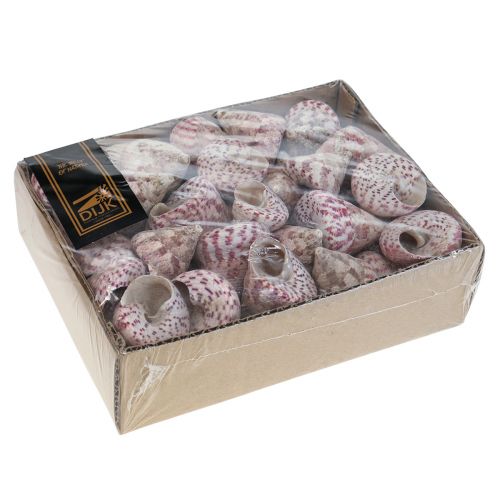 Floristik24 Maritime decoration snail shells decoration pink Trochus Maculatus 1100gr