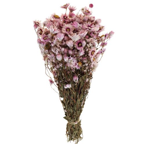 Floristik24 Straw flowers dried flowers white pink 20-35cm bunch 40g