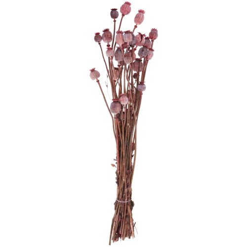 Floristik24 Dried Flowers Dried Poppy Caps Deco Red 80g