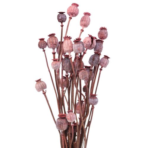 Floristik24 Dried Flowers Dried Poppy Caps Deco Red 80g