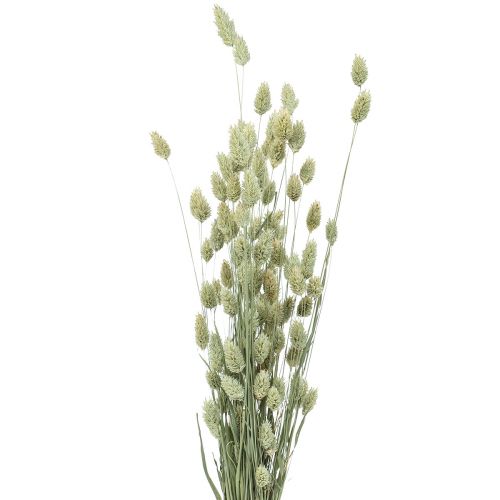 Floristik24 Dried grasses Phalaris dried dry floristic nature 55cm 80g